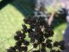 68026 – Photo : Dominique THAUVIN – France (45)