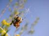 68033 – Photo : Dominique THAUVIN – France (45)