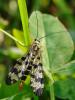68853 – Photo : CUCHET Gerard – France (38)