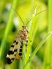 68857 – Photo : CUCHET Gerard – France (38)