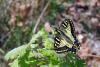68491 – Photo : Bernard DELEFOSSE – France (84)