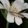 68153 – Photo : Pelouard – France (72)
