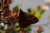 68366 – Photo : Streito Jean-Claude – Portugal