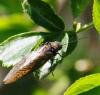 68094 – Photo : David Guedon – France (76)