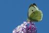 68688 – Photo : Bernard DELEFOSSE – France (84)