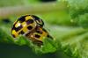 68911 – Photo : Christophe Quintin – France (21)