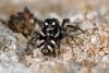68910 – Photo : Christophe Quintin – France (21)