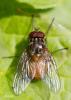 68371 – Photo : Dominique Forlot – France (56)