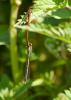 68607 – Photo : Vecho – France (85)