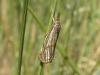 68605 – Photo : Pascal Pertuzon – France (42)