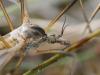68730 – Photo : Sylvain Houpert – France (77)
