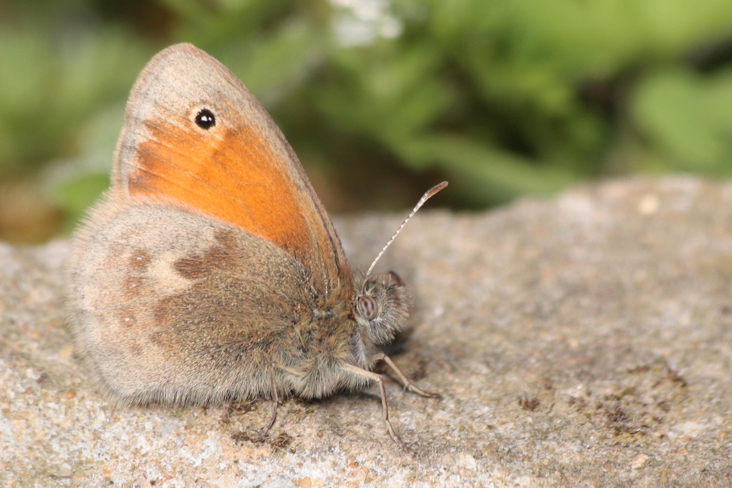 Jérémie Lemarié - Coenonympha pamphilus - réf. 68288 (1500 x 1000 pixels, 207 ko)