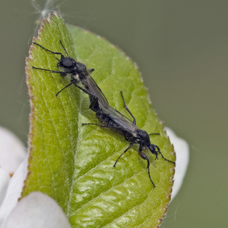 Eugène Vandebeulque - Bibio sp. - réf. 68646 (800 x 800 pixels, 207 ko)