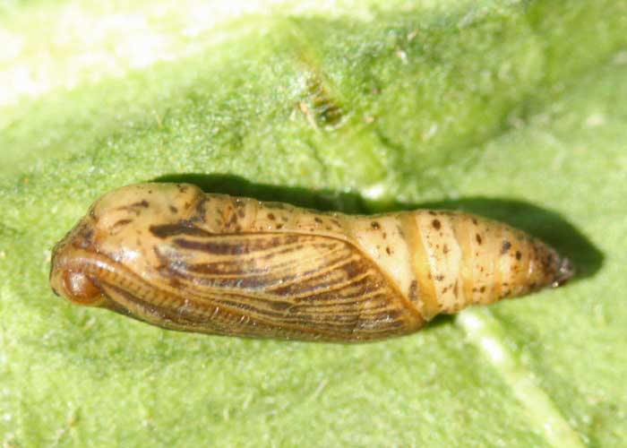 Eric SYLVESTRE - Idaea contiguaria - réf. 68917 (700 x 500 pixels, 72 ko)