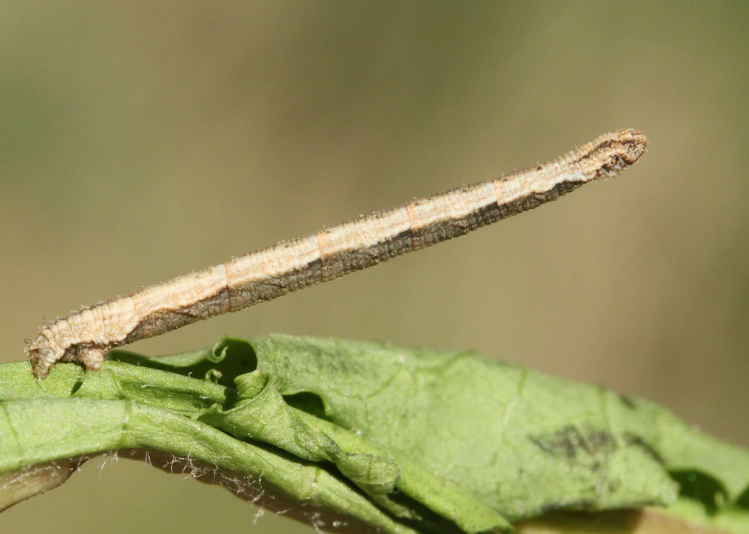 Eric SYLVESTRE - Idaea contiguaria - réf. 68889 (1500 x 1071 pixels, 132 ko)