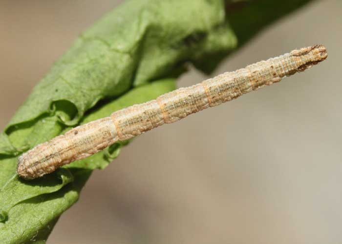 Eric SYLVESTRE - Idaea contiguaria - réf. 68890 (700 x 500 pixels, 56 ko)