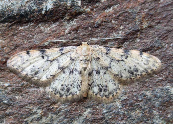 Eric SYLVESTRE - Idaea contiguaria - réf. 68955 (700 x 500 pixels, 117 ko)