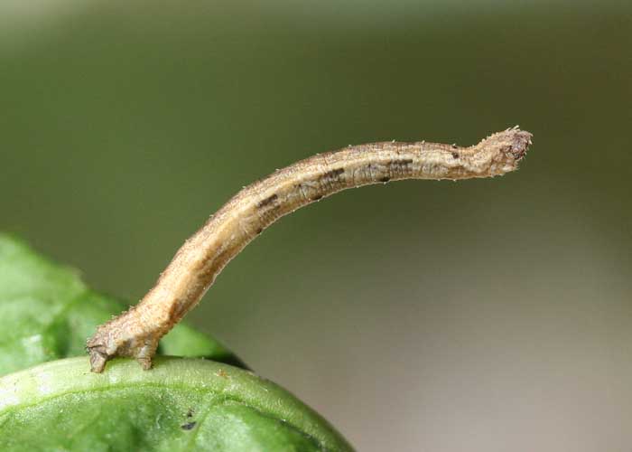 Anonyme - Idaea seriata - réf. 68992 (700 x 500 pixels, 47 ko)