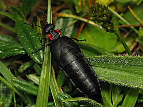 Réf. 69 426 : Physomeloe corallifer