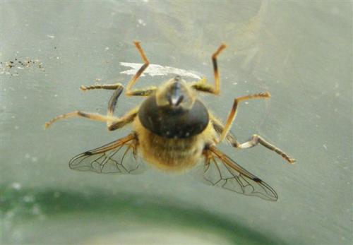 Eristalis pertinax