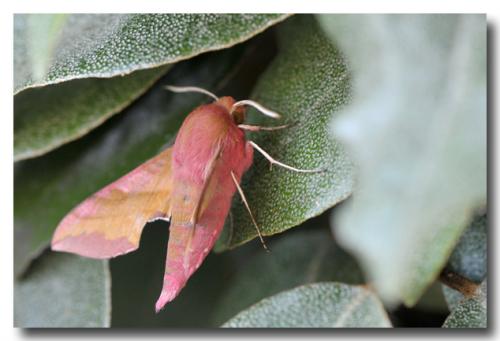 Réf. 69 866 : Deilephila porcellus