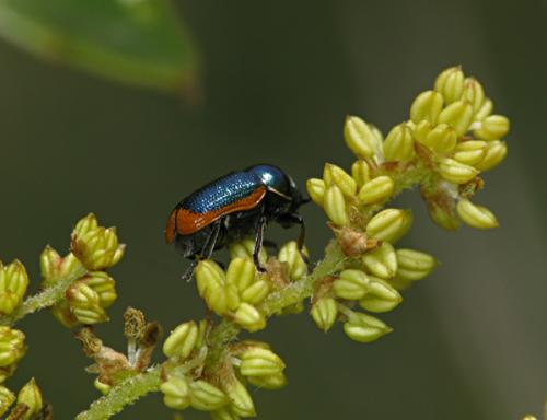 Cryptocephalus ramburii