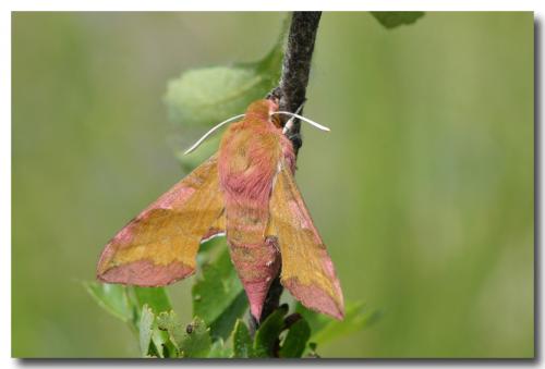 Réf. 69 867 : Deilephila porcellus