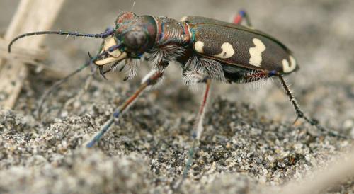 Cicindela hybrida