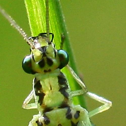 Réf. 69 746 : Chrysopa walkeri