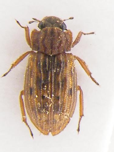 Helophorus nubilus