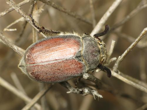 Melolontha papposa