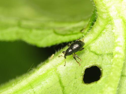 Réf. 69 748 : Leiosoma nicolasi