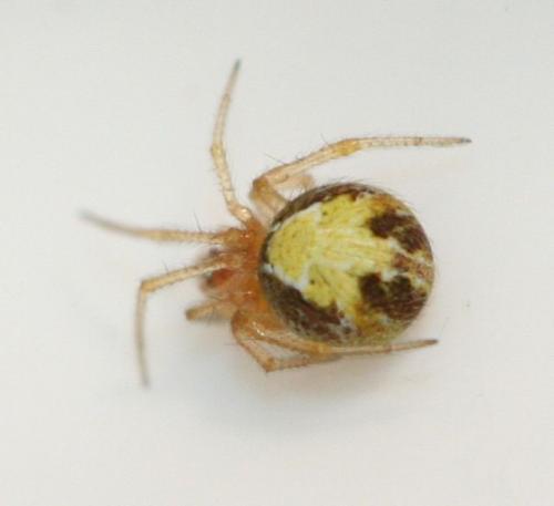 Réf. 69 706 : Simitidion simile
