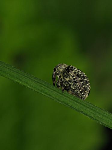 Réf. 69 691 : Cionus hortulanus