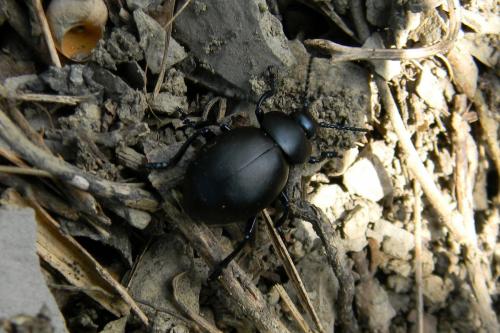 Timarcha tenebricosa
