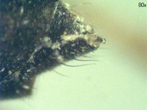 Réf. 69 218 : Agenioideus cinctellus