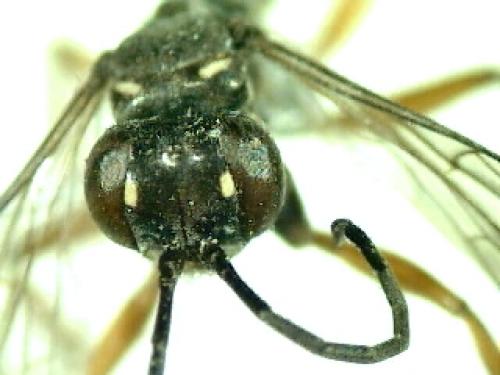 Réf. 69 223 : Agenioideus cinctellus
