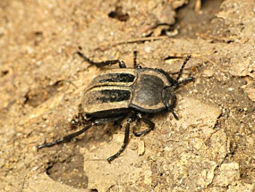 Réf. 69 452 : Alphasida luctuosa
