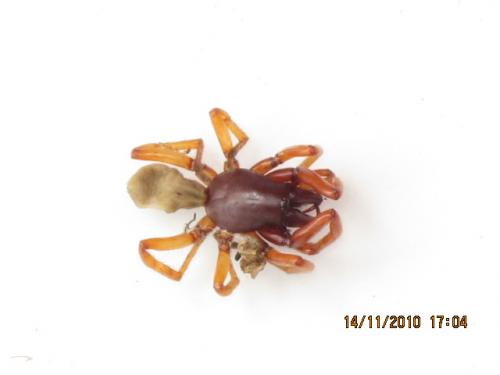 Dysdera sp.