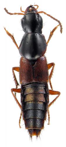 Réf. 69 459 : Quedius sp.