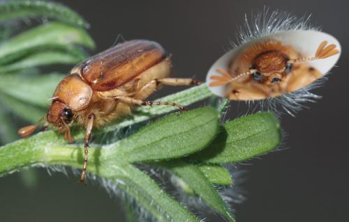 Réf. 69 129 : Rhizotrogus marginipes