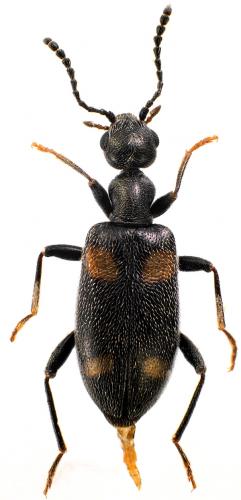 Réf. 69 058 : Stricticollis longicollis