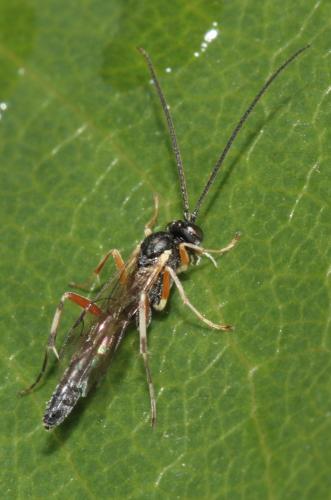 Réf. 69 858 : Diadegma sp.