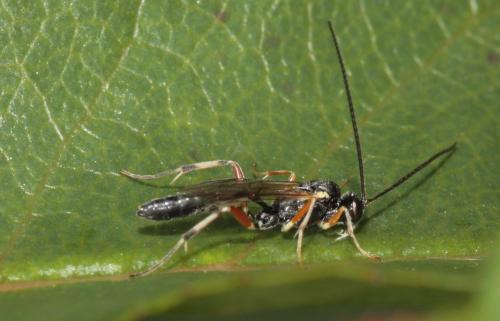 Réf. 69 859 : Diadegma sp.