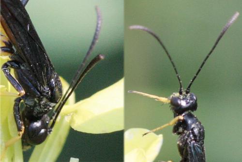 Réf. 69 092 : Calameuta pygmaea