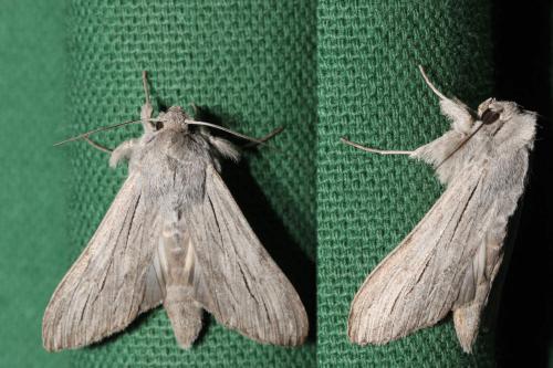 Cucullia tanaceti