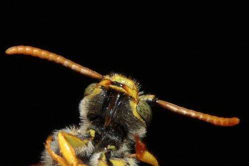 Nomada succincta