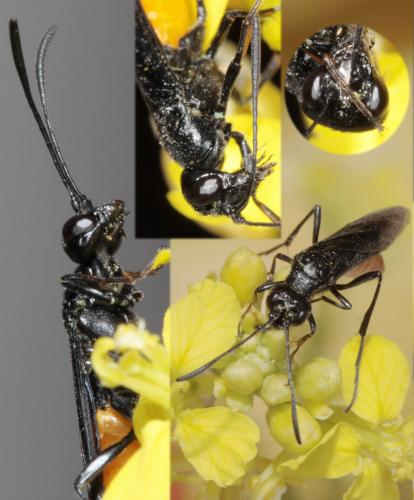 Réf. 69 160 : Calameuta pygmaea