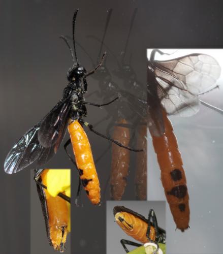 Réf. 69 159 : Calameuta pygmaea