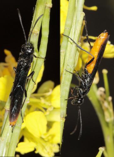 Réf. 69 158 : Calameuta pygmaea